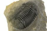 Detailed Morocops Trilobite - Visible Eye Facets #186736-4